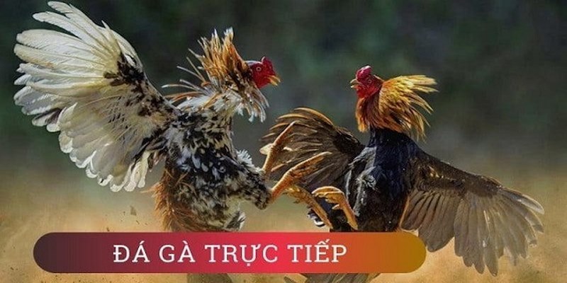 Tổng hợp các hình thức trực tiếp đá gà casino phổ biến