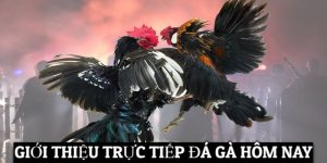 Kinh Nghiệm Trực Tiếp Đá Gà Hôm Nay Bất Bại Từ Chuyên Gia