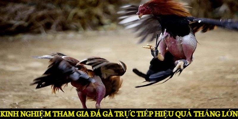 Kinh nghiệm tham gia đá gà trực tiếp hiệu quả và thắng lớn