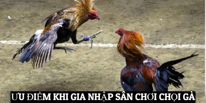 Ưu điểm khi gia nhập sân chơi chọi gà trực tiếp
